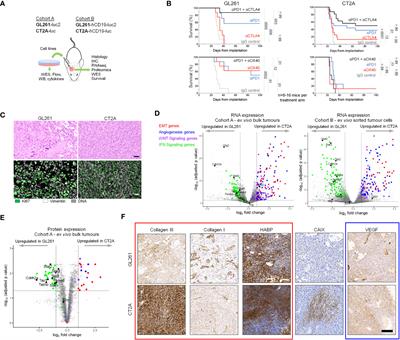 Antigen presentation deficiency, mesenchymal differentiation, and resistance to immunotherapy in the murine syngeneic CT2A tumor model